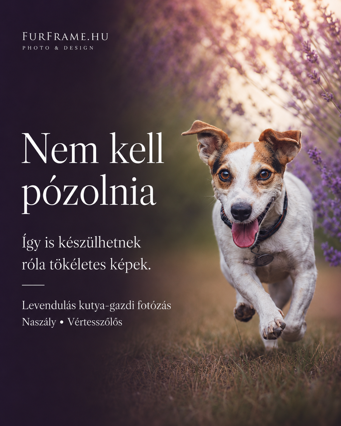 Levendulás kutyafotózás Vértesszőlős vagy Naszály